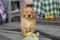 Ramco, a male Golden Retriever for sale in Fresno, OH – Photo 1 of 6