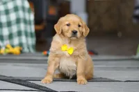 Ramco, a male Golden Retriever for sale in Fresno, OH – Photo 2 of 6