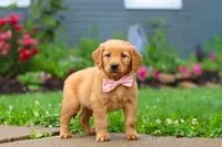 Banana, a female Golden Retriever for sale in Fresno, OH – 4 of 7