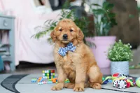 Rocksey, a male Golden Retriever for sale in Fresno, OH – Photo 3 of 4