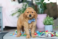 Rocksey, a male Golden Retriever for sale in Fresno, OH – Photo 2 of 4