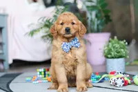 Rocksey, a male Golden Retriever for sale in Fresno, OH – Photo 1 of 4