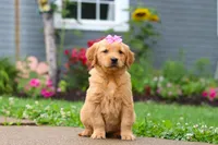 Barba, a female Golden Retriever for sale in Fresno, OH – 5 of 8