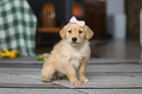 Cashey, a female Golden Retriever for sale in Fresno, OH – Photo 1 of 5