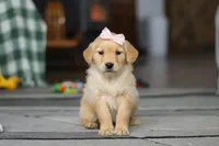 Cashey, a female Golden Retriever for sale in Fresno, OH – Photo 3 of 5