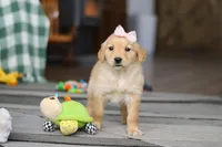 Cashey, a female Golden Retriever for sale in Fresno, OH – Photo 5 of 5