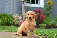 Bambo, a female Golden Retriever for sale in Fresno, OH – 5 of 8