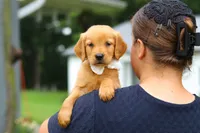 Bubbles, a male Golden Retriever for sale in Fresno, OH – 2 of 9