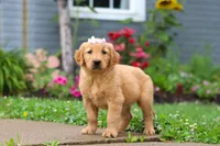 Bambo, a female Golden Retriever for sale in Fresno, OH – 2 of 8