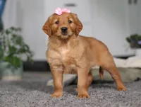 Floppy, a female Golden Retriever for sale in Fresno, OH – Photo 4 of 10