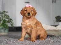 Floppy, a female Golden Retriever for sale in Fresno, OH – Photo 2 of 10