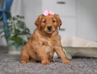 Floppy, a female Golden Retriever for sale in Fresno, OH – Photo 3 of 10