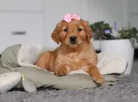 Floppy, a female Golden Retriever for sale in Fresno, OH – Photo 10 of 10