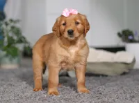 Floppy, a female Golden Retriever for sale in Fresno, OH – Photo 6 of 10