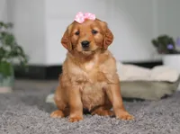 Floppy, a female Golden Retriever for sale in Fresno, OH – Photo 1 of 10