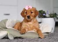 Floppy, a female Golden Retriever for sale in Fresno, OH – Photo 9 of 10