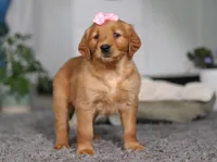 Floppy, a female Golden Retriever for sale in Fresno, OH – Photo 7 of 10