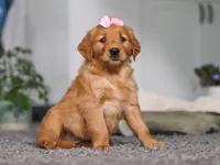 Floppy, a female Golden Retriever for sale in Fresno, OH – Photo 5 of 10