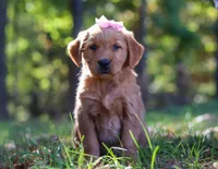 Candy Corn, a female Golden Retriever for sale in Fresno, OH – Photo 4 of 6