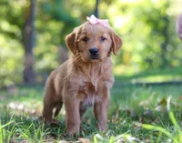 Candy Corn, a female Golden Retriever for sale in Fresno, OH – Photo 1 of 6