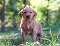 Candy Corn, a female Golden Retriever for sale in Fresno, OH – Photo 5 of 6