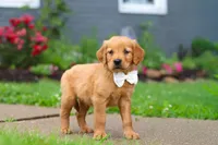 Bubbles, a male Golden Retriever for sale in Fresno, OH – 4 of 9