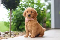 Bailey, a female Golden Retriever for sale in Fresno, OH – 3 of 9