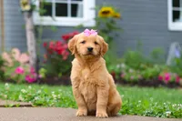 Barba, a female Golden Retriever for sale in Fresno, OH – 2 of 8