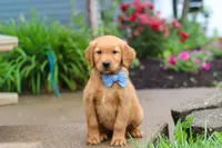 Beaver, a male Golden Retriever for sale in Fresno, OH – 5 of 8