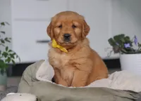 Funny Bone, a male Golden Retriever for sale in Fresno, OH – Photo 5 of 7