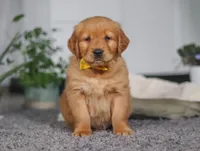 Funny Bone, a male Golden Retriever for sale in Fresno, OH – Photo 2 of 7