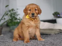Funny Bone, a male Golden Retriever for sale in Fresno, OH – Photo 3 of 7