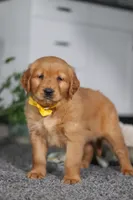 Funny Bone, a male Golden Retriever for sale in Fresno, OH – Photo 4 of 7