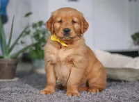 Funny Bone, a male Golden Retriever for sale in Fresno, OH – Photo 1 of 7