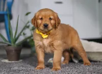 Funny Bone, a male Golden Retriever for sale in Fresno, OH – Photo 7 of 7