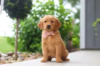 Bailey, a female Golden Retriever for sale in Fresno, OH – 2 of 9