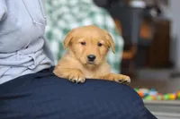 Banjo, a male Golden Retriever for sale in Fresno, OH – Photo 4 of 5