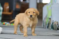 Banjo, a male Golden Retriever for sale in Fresno, OH – Photo 2 of 5