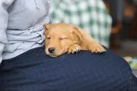Banjo, a male Golden Retriever for sale in Fresno, OH – Photo 5 of 5