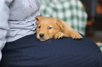 Banjo, a male Golden Retriever for sale in Fresno, OH – Photo 3 of 5