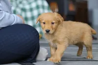 Banjo, a male Golden Retriever for sale in Fresno, OH – Photo 1 of 5
