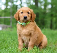 Cozy, a male Golden Retriever for sale in Fresno, OH – Photo 1 of 3