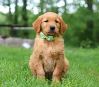 Cozy, a male Golden Retriever for sale in Fresno, OH – Photo 2 of 3
