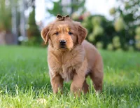 Classy, a female Golden Retriever for sale in Fresno, OH – Photo 6 of 6