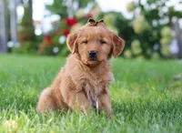 Classy, a female Golden Retriever for sale in Fresno, OH – Photo 3 of 6
