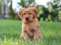 Classy, a female Golden Retriever for sale in Fresno, OH – Photo 2 of 6