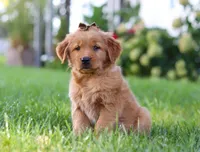 Classy, a female Golden Retriever for sale in Fresno, OH – Photo 1 of 6