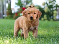 Classy, a female Golden Retriever for sale in Fresno, OH – Photo 5 of 6