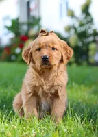 Classy, a female Golden Retriever for sale in Fresno, OH – Photo 4 of 6