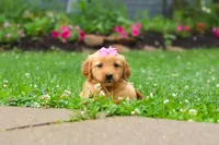 Barba, a female Golden Retriever for sale in Fresno, OH – 7 of 8